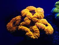 Fluorescent <i>Lobophyllia</i> Coral