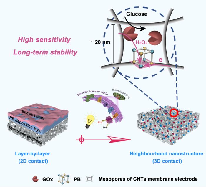 Schematic diagram of developing 3D mesoporous biosensing-membrane with neighborhood nanostructures as inspied by the structure of cytomembrane