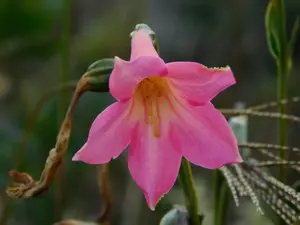 Calolisianthus pedunculatus