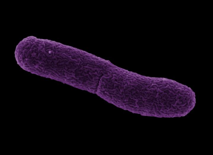 Wolbachia Bacterium