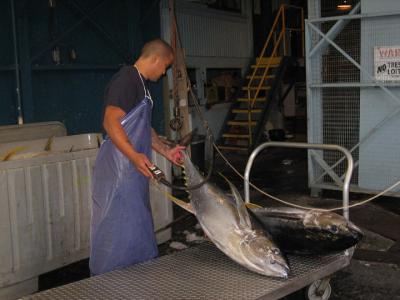 Tuna in Market