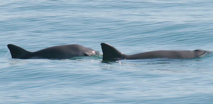 Endangered vaquitas