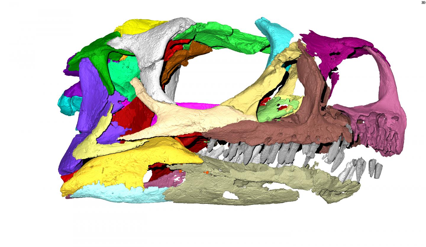 Ngwevu Scan