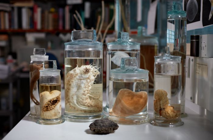 A selection of deep-sea specimens from the museum’s collection.