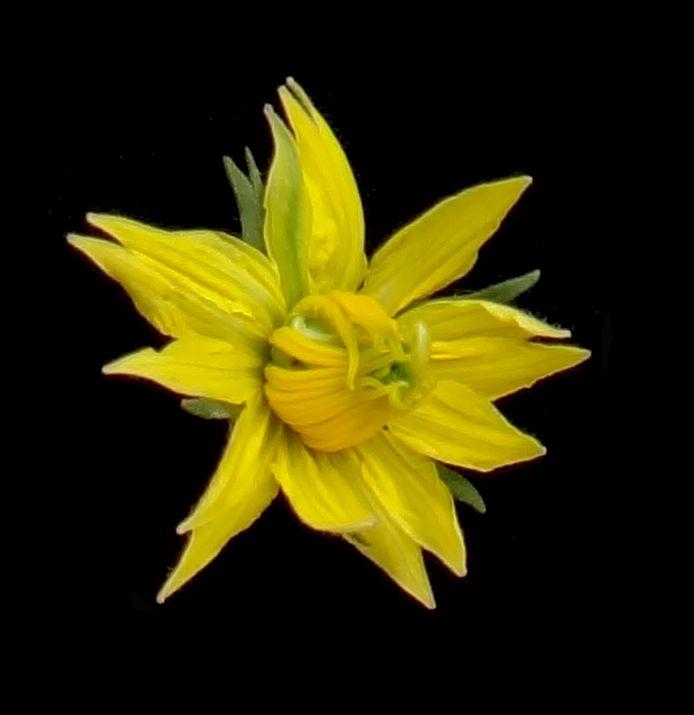 Representative Flower of Eno Mutant Plant