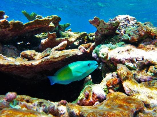 Bullethead Parrotfish