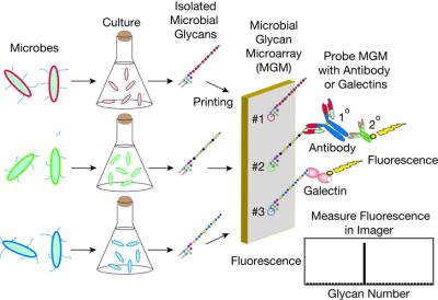 Schematic of Microbial Glycan Arrays