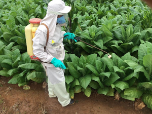 Farmer applies pesticide to crop wearing PPE