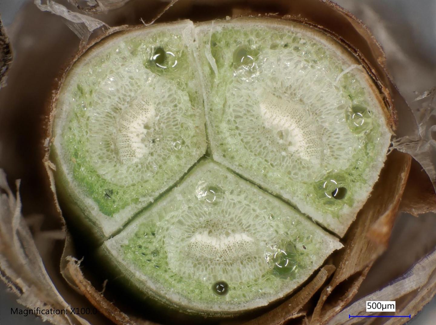 Cross-Section of Fascicle Bud from a Longleaf Pine