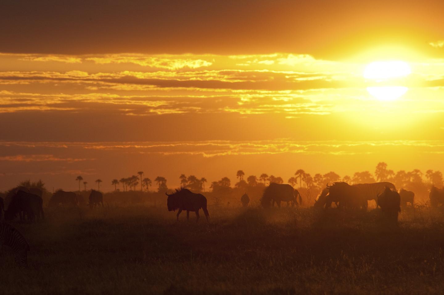 A Herd in Botswana at Sunset