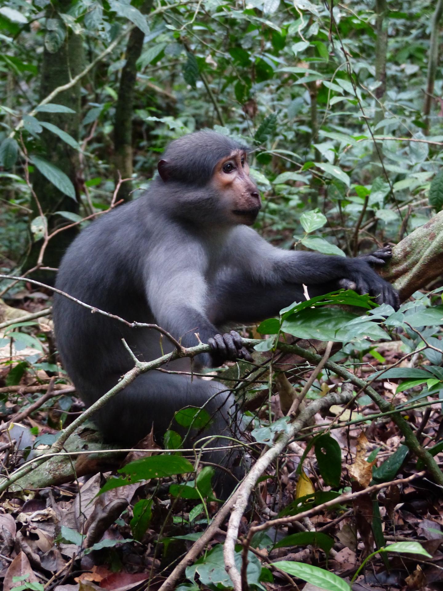 Sooty Mangabey