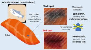 The black spots on Atlantic salmon fillets contain eumelanin