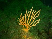 Soft Coral (2 of 2)