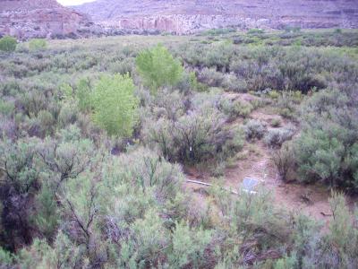 Ground View, Before Tamarisk Defoliation