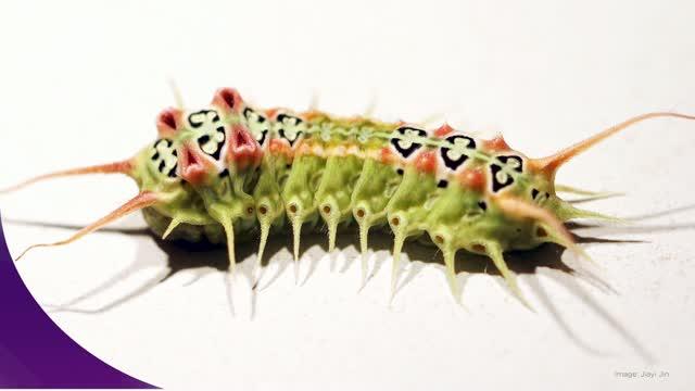 The Very Venomous Caterpillar (2 of 2)