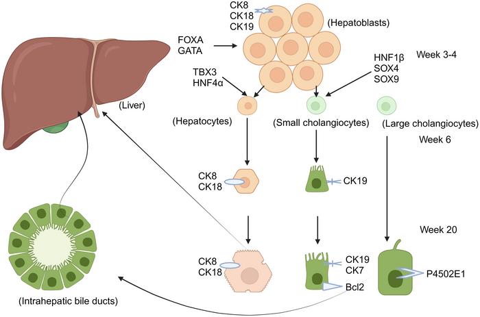 Hepatoblasts begin to differentiate under the action of FOXA and GATA