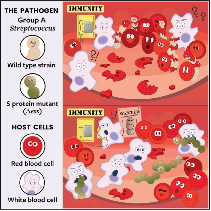 Graphical Abstract: Pathogen Group a Streptococcus Camouflaging as Red Blood Cells
