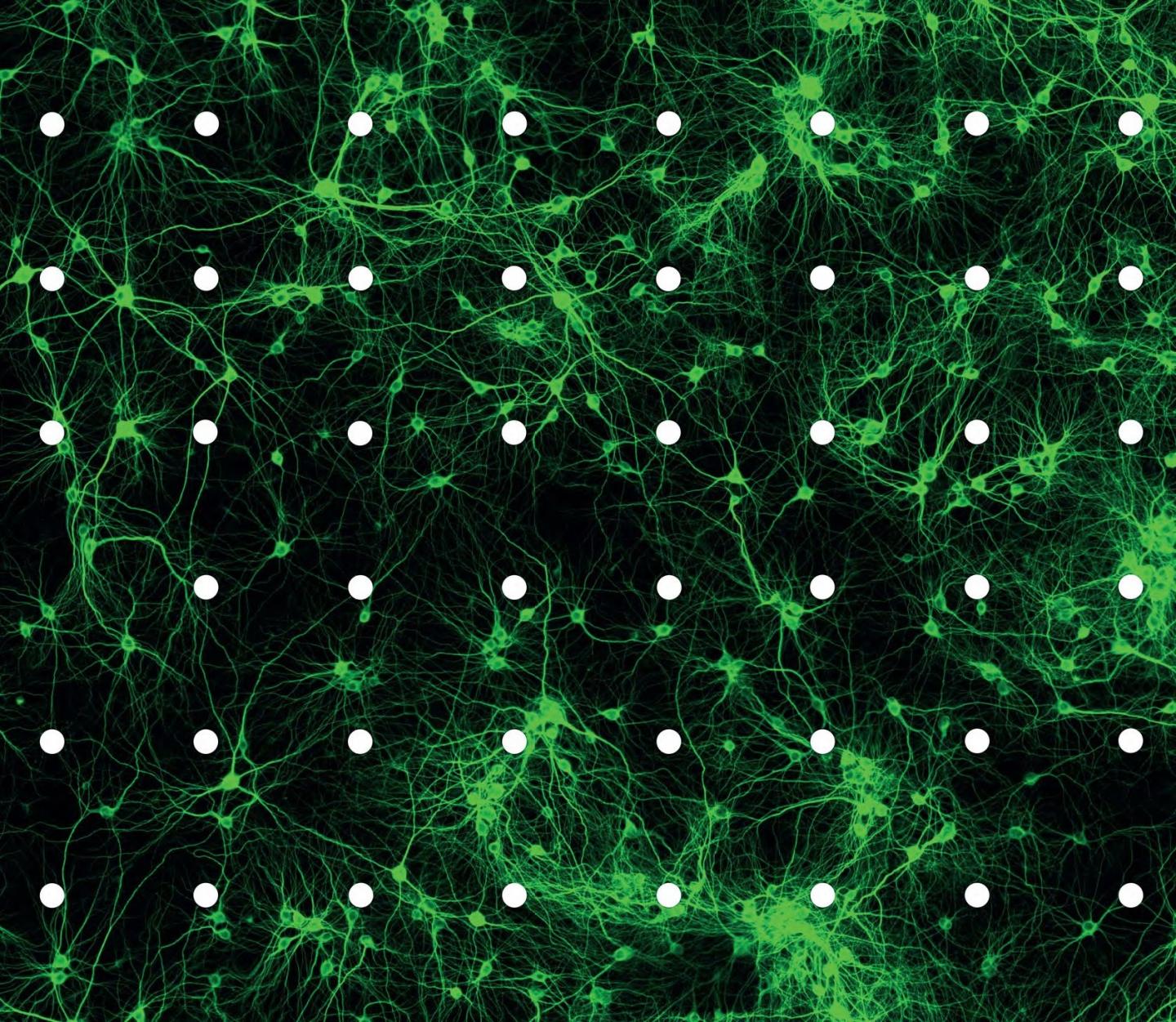 Synaptogenic Function