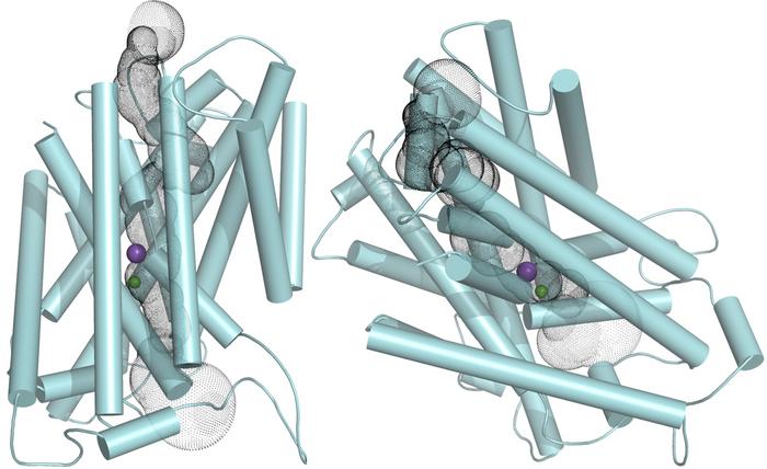 Grapevine CCC protein credit Maria Hrmova University of Adelaide