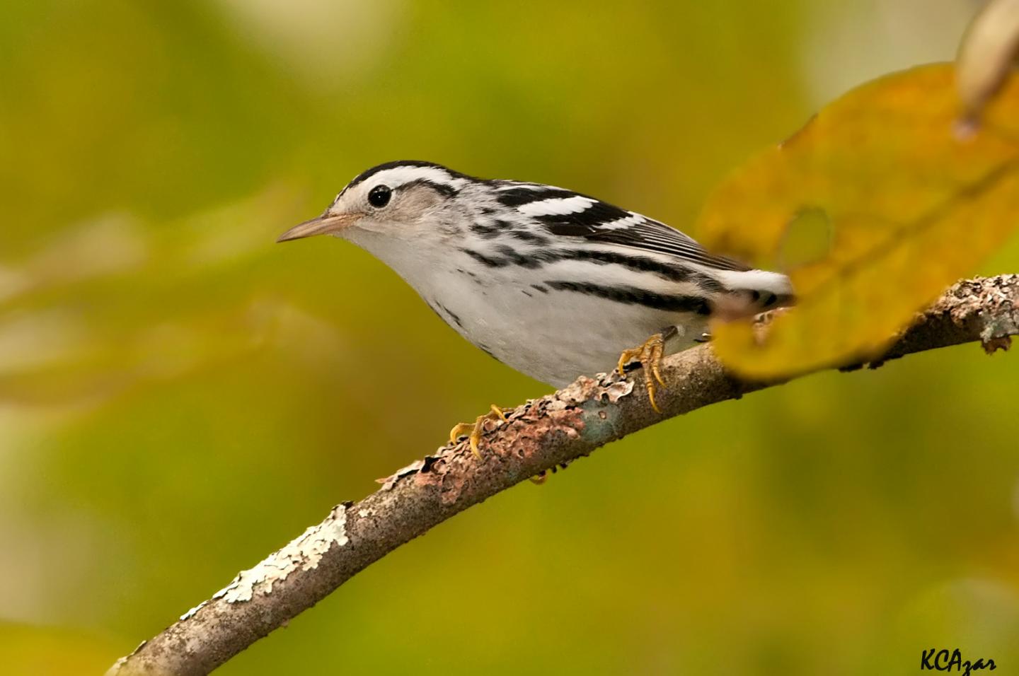 Black-and-white Warbler