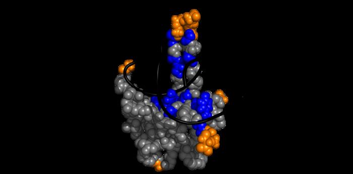 The fingers of the N protein in SARS-CoV-2