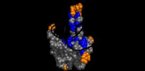 The fingers of the N protein in SARS-CoV-2