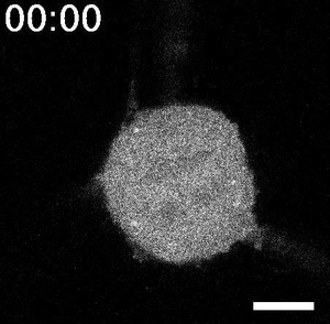 Local light illumination experiments during cell division