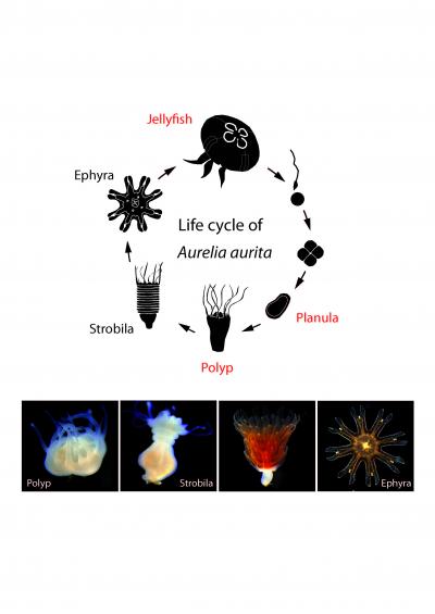 Life Cycle of <i>Aurelia aurita</i>