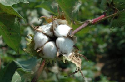 Cotton Boll in the Field
