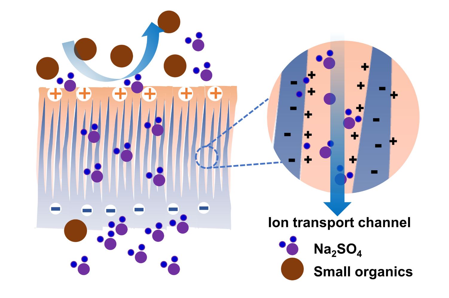 Improving the separation selectivity of small organics/Na2SO4 of a polyamide nanofiltration membrane by deepening positive charge distribution and narrowing pore size via an “etching-swelling-planting” strategy