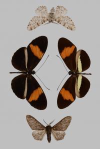 Wing Variation in Passionvine Butterflies and Peppered Moths