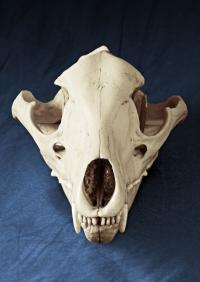 Thylacine Skull
