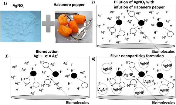 Schematic of the Silver Nanoparticles' Formation by the Biosynthesis Method.
