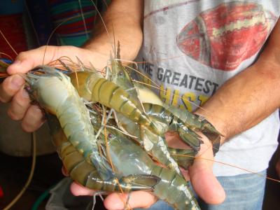Freshwater Prawns