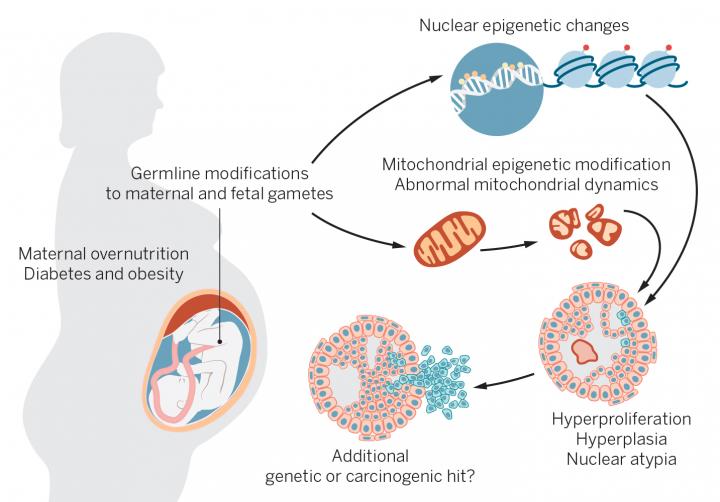 Special Issue: New Insights on Obesity and An | EurekAlert!