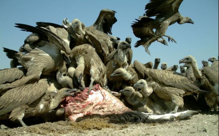 Vultures