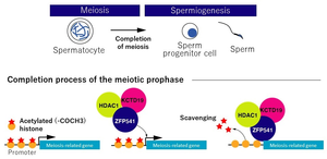 Inactivation mechanism of gene expression for meiosis completion