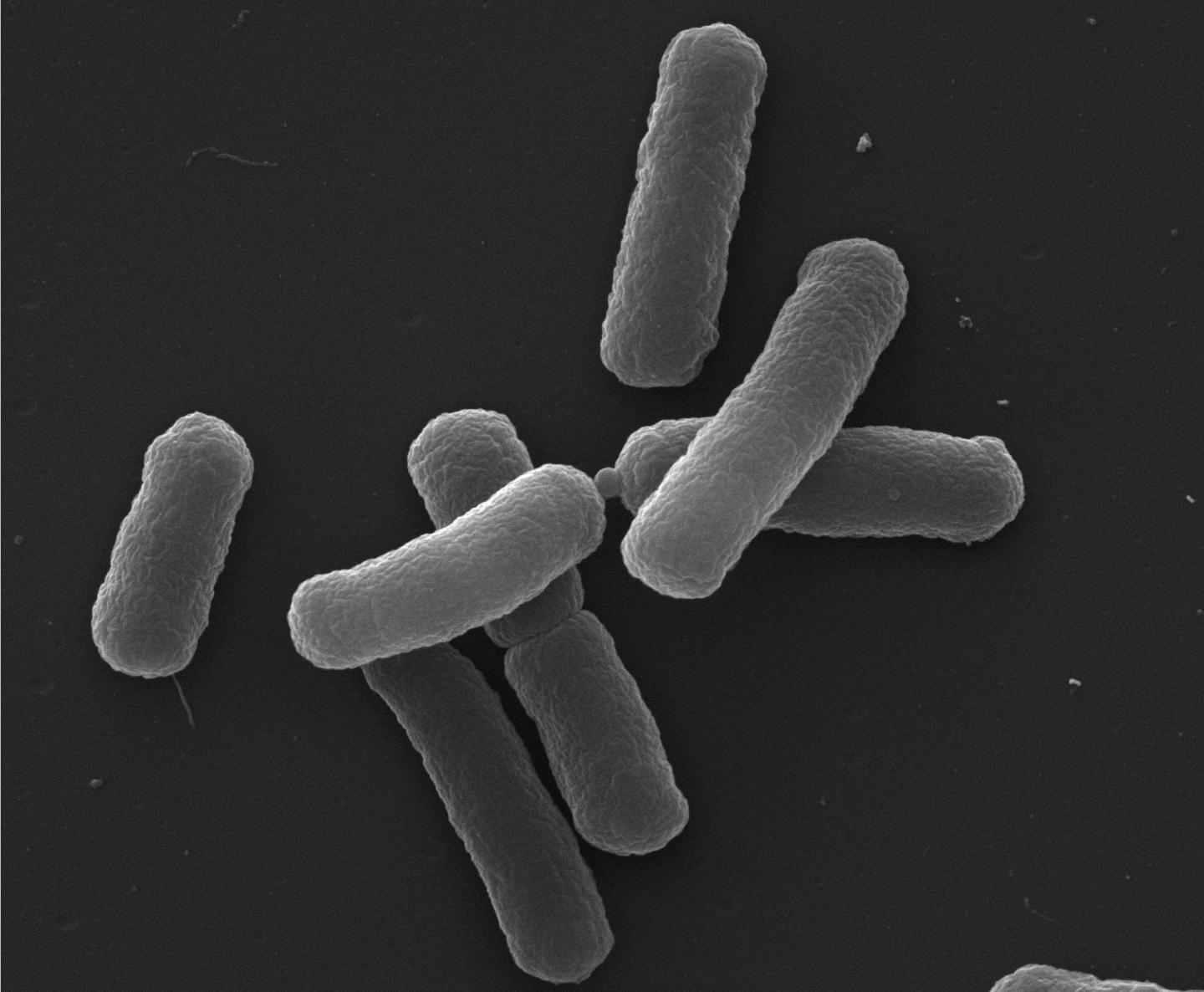 Bacteria Take a Deadly Risk to sSrvive