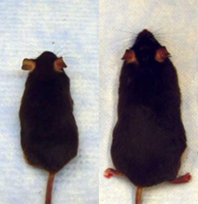 Fat and Skinny Laboratory Mice