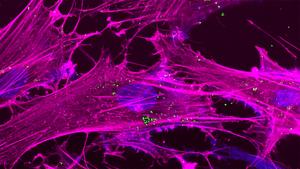 MoS₂ nanoparticles