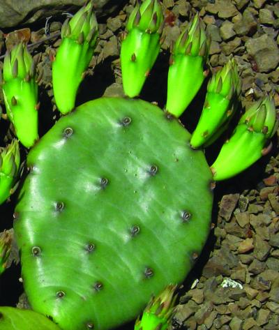 <i>Opuntia humifusa</i>