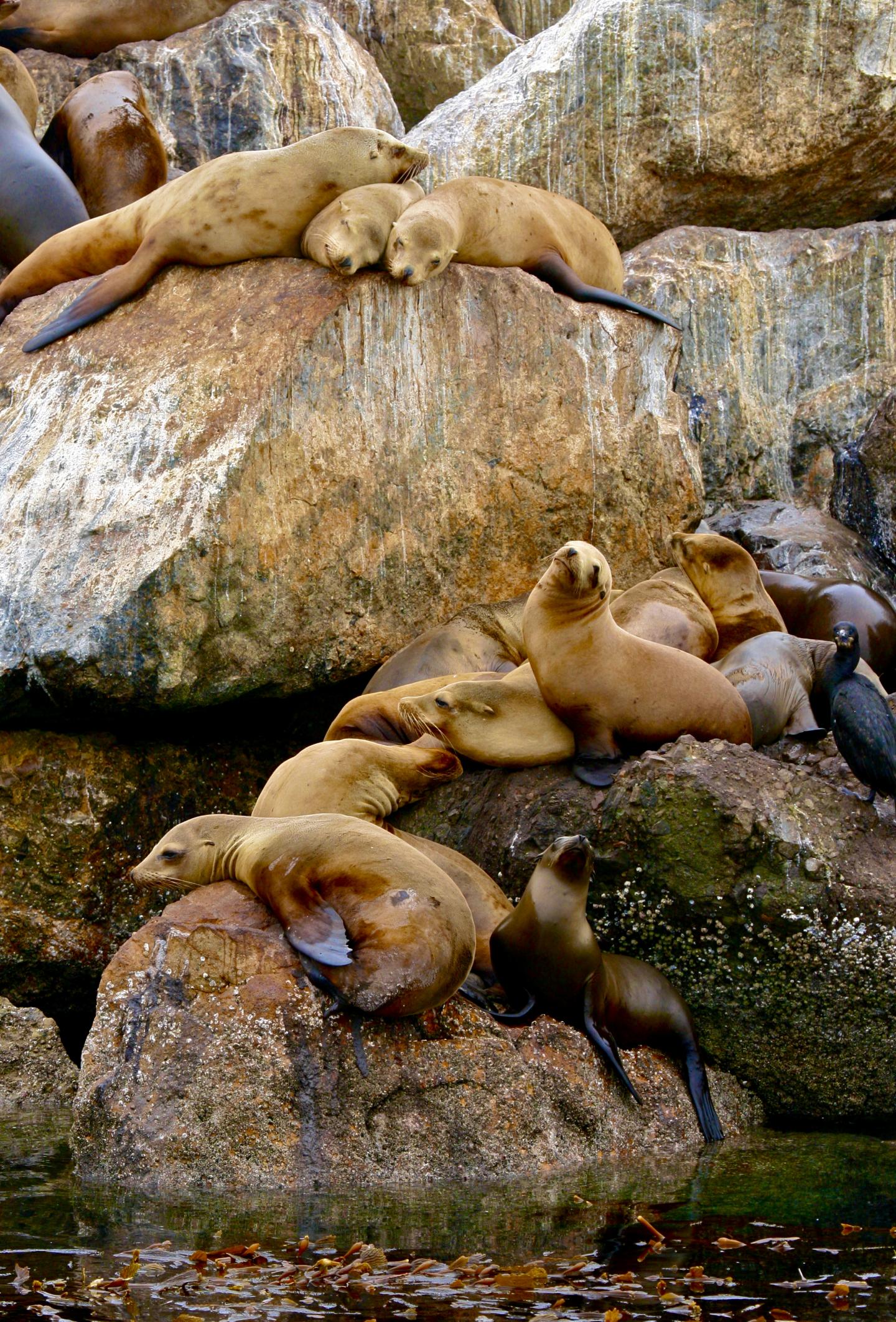 Sea Lions