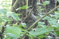 A Brown Thrasher (Toxostoma rufum) fledgling surveying its surroundings after leaving the nest