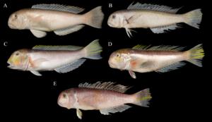 Other species of the genus Branchiostegus in Chinese waters.