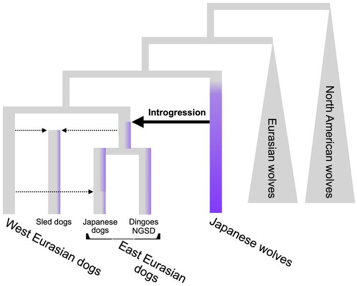 A model of Japanese wolf introgression.