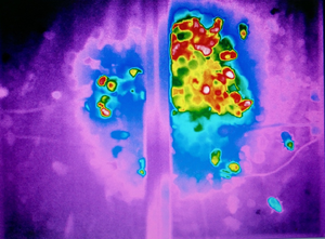 Bumbebee colony: thermal image