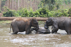 Three young elephants enjoying a bath together