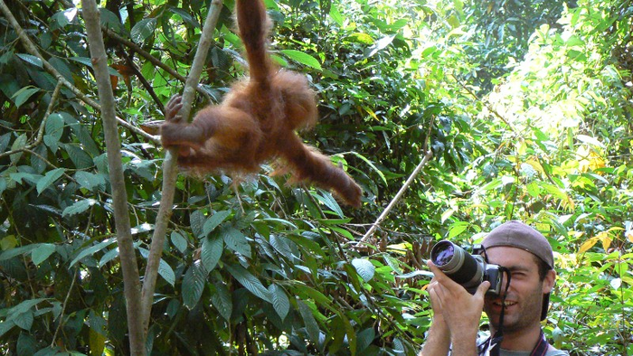 Orangutan Image 1