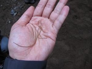 Hairworm in hand