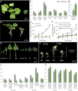 Phenotypic characterization of the dwfcp mutant. Phenotype comparison between WT (left) and dwfcp (right) seedlings at the stage of 7 true leavess.